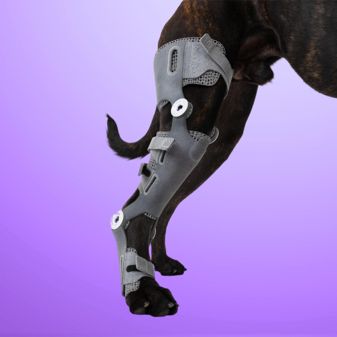 stifle knee brace