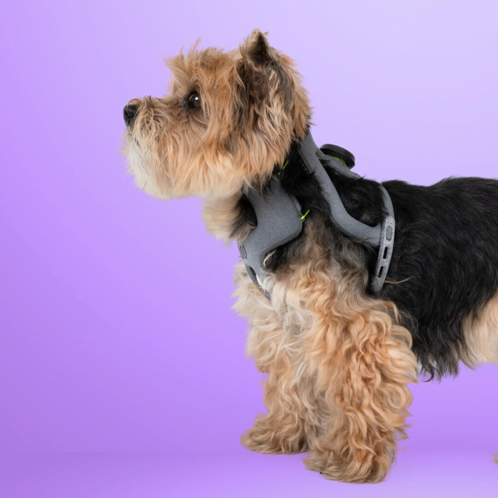 Dog wearing WIMBA Cervical Collar