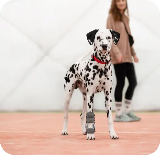 dalmatian wearing orthosis