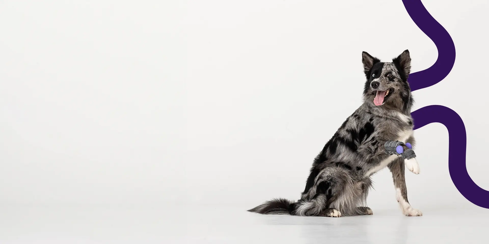 border collie with a wimba carpal brace