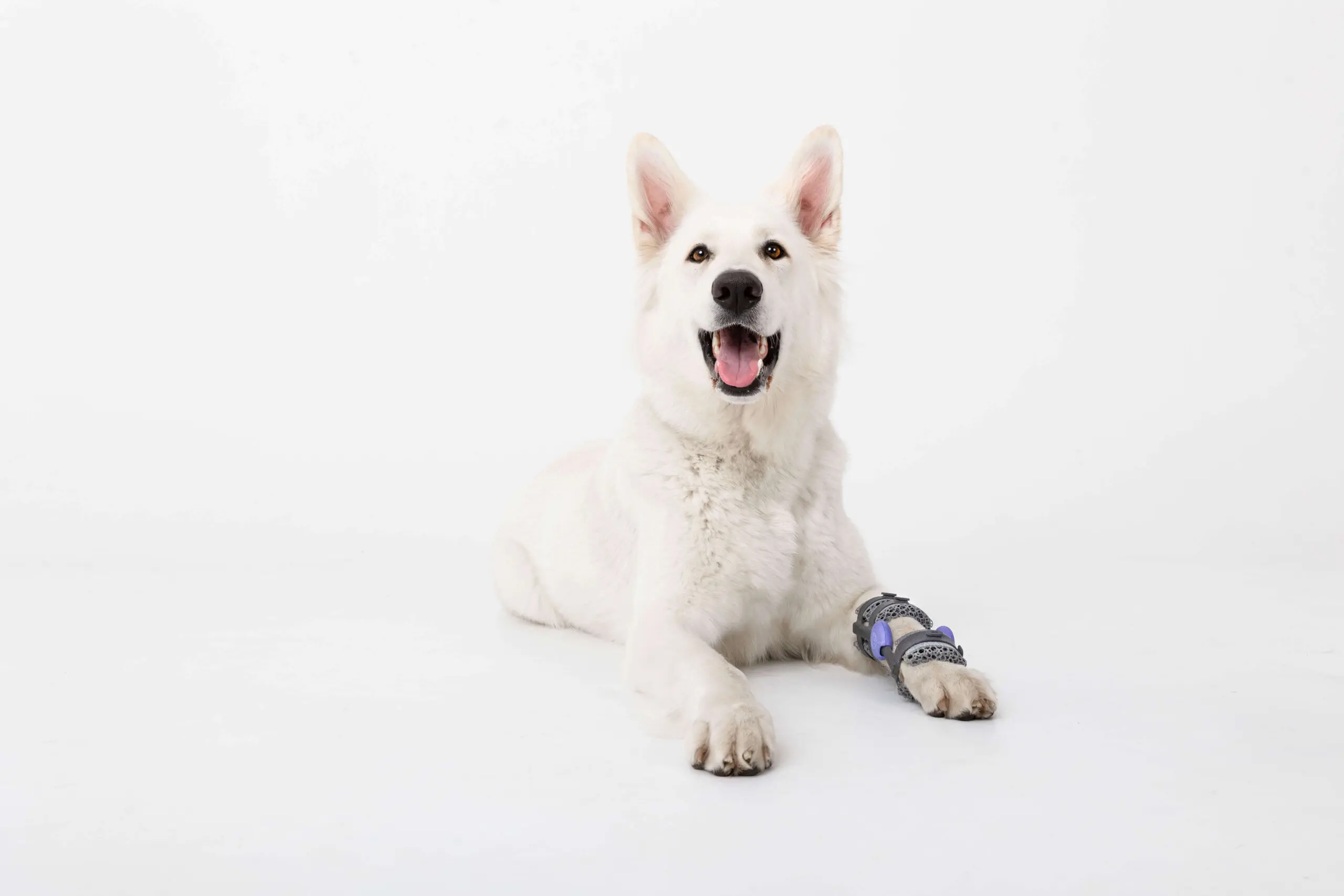 white dog with a wimba carpal brace
