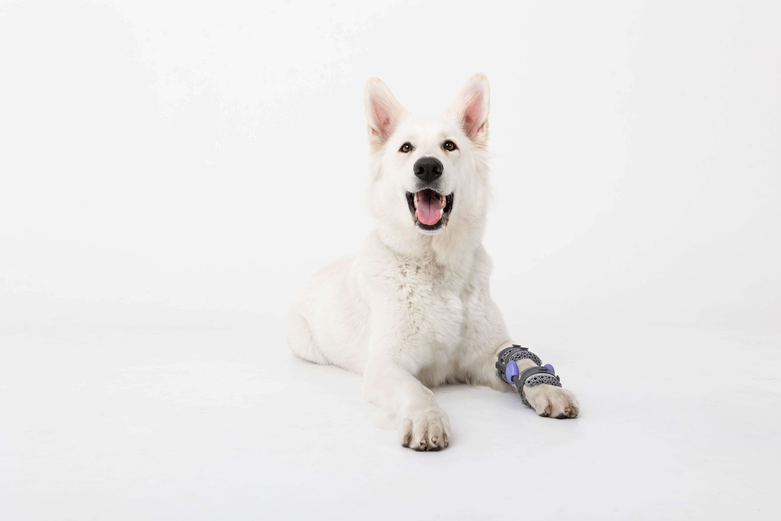 white dog with a wimba brace