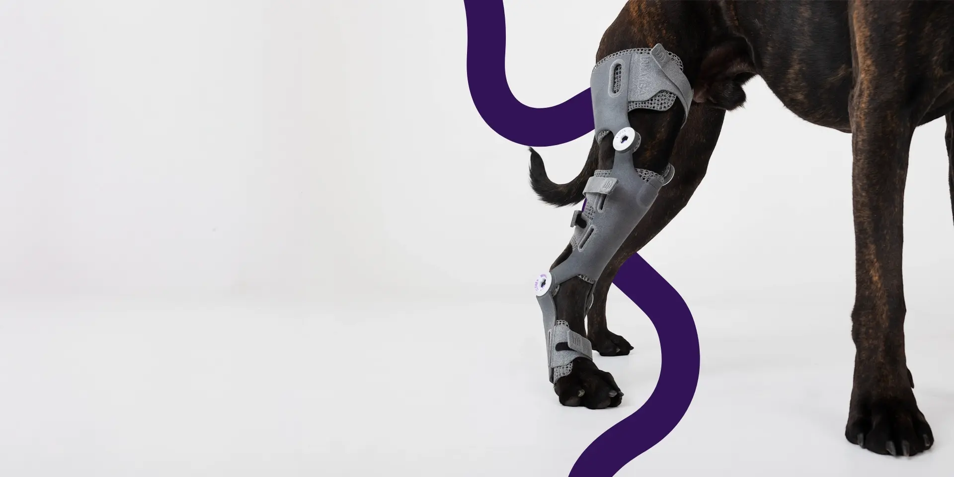 boxer dog wearing wimba stifle brace