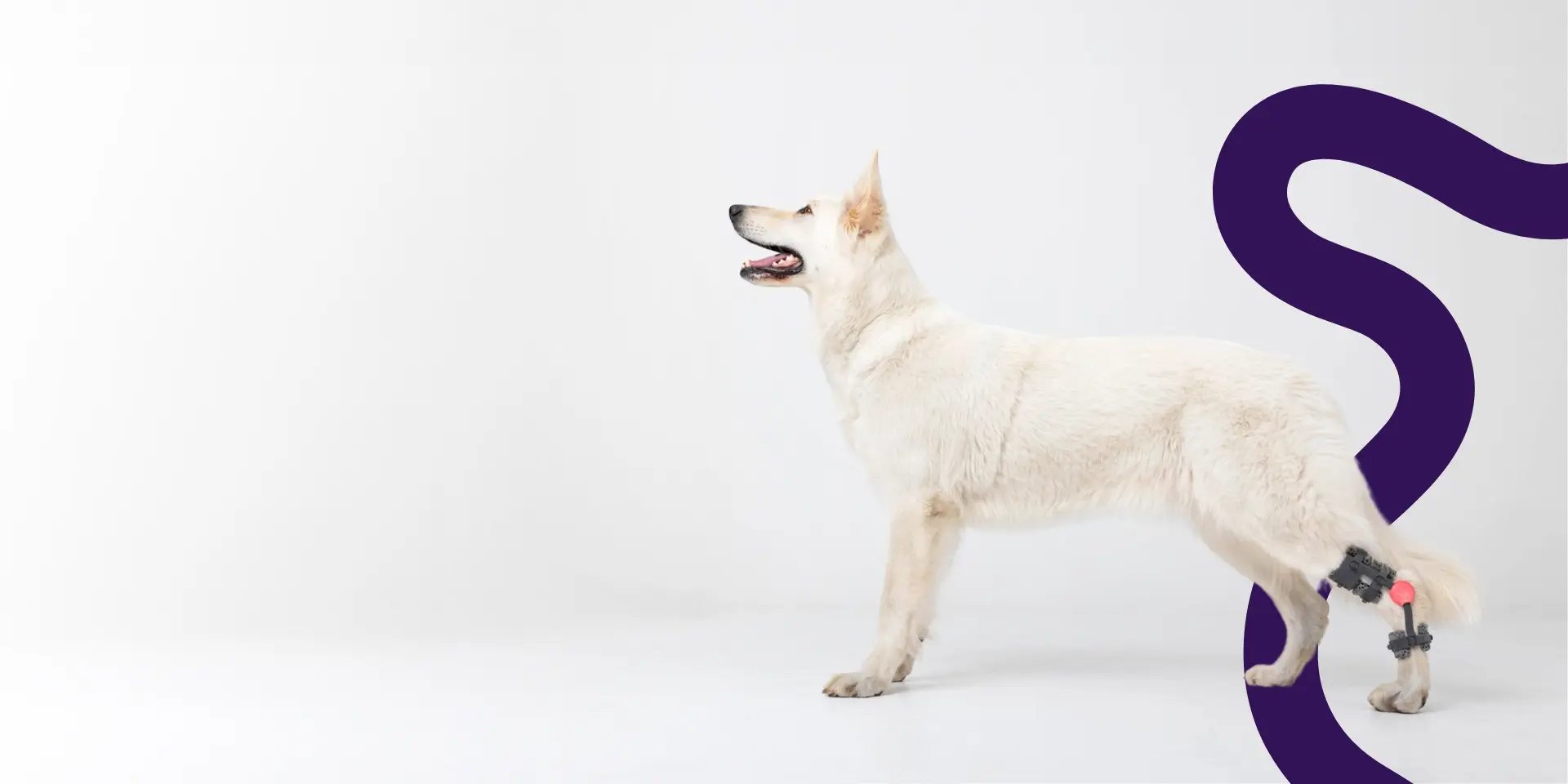 white dog wearing a tarsal brace