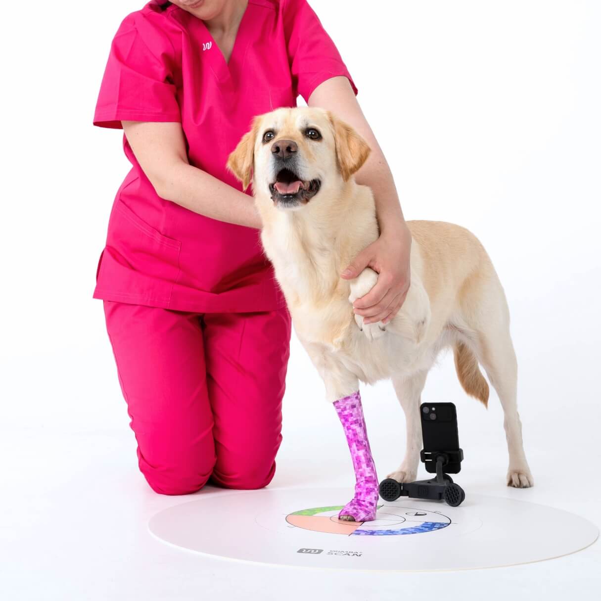 vet holding the labrador during WimbaSCAN