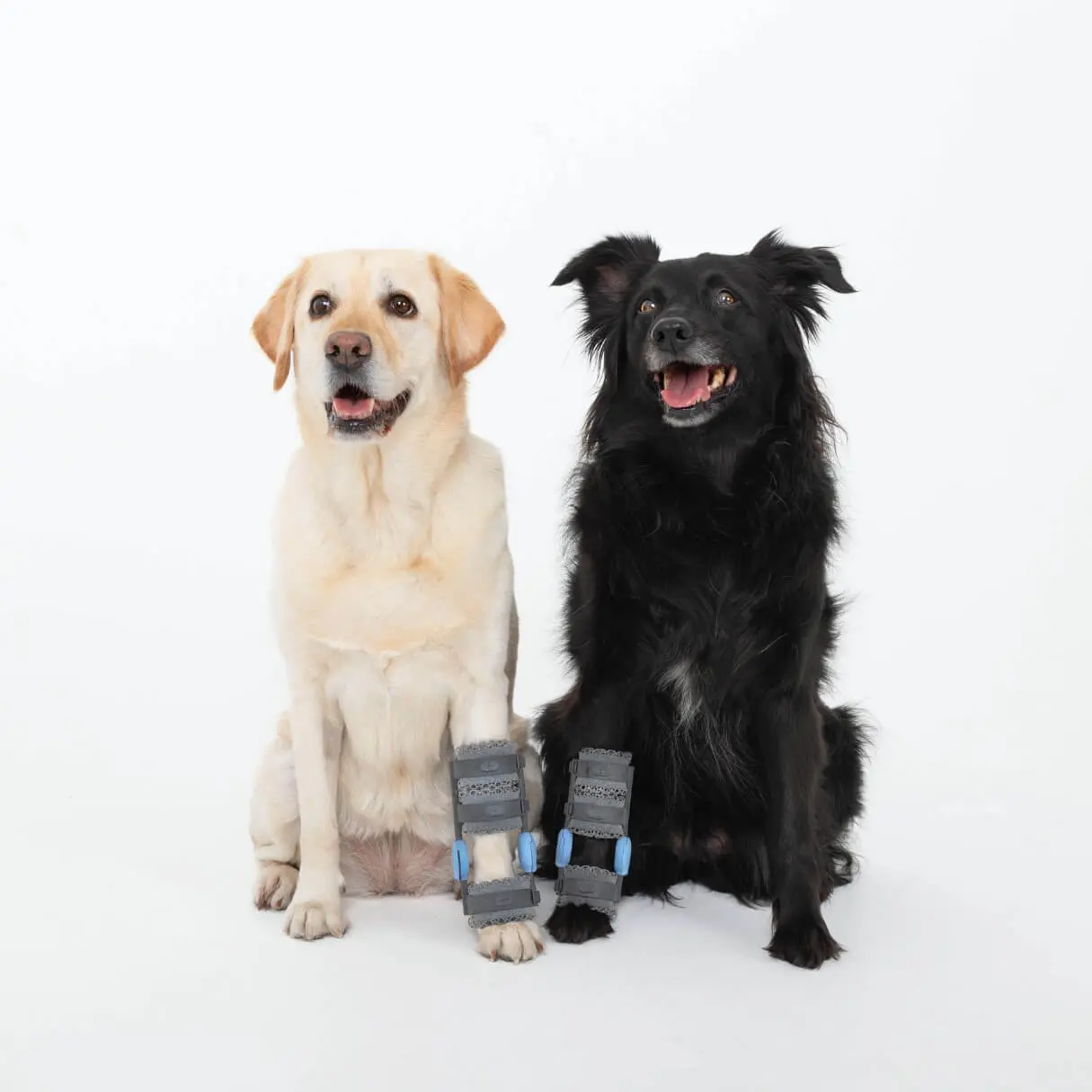 white and black dogs next to each others with two carpal braces