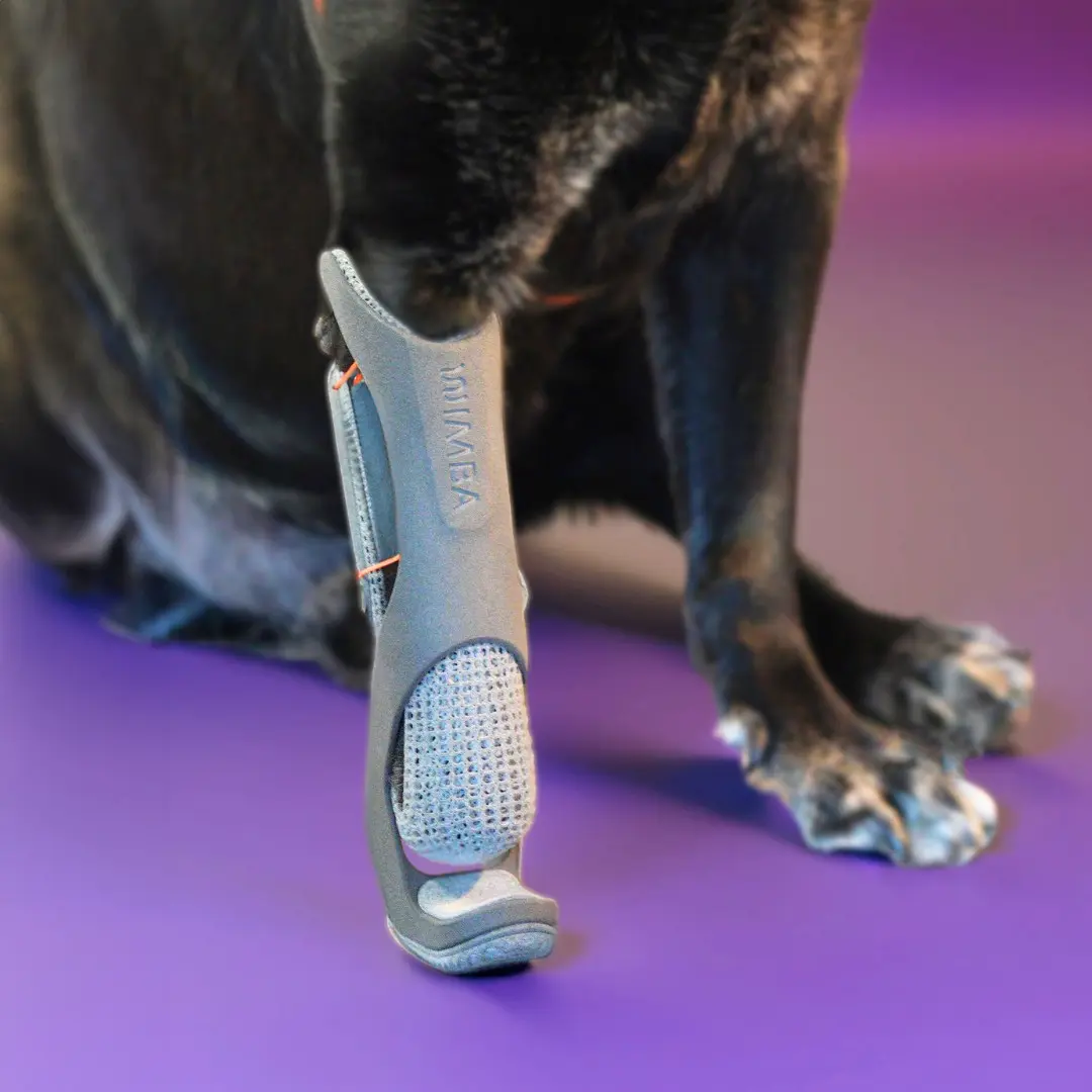 Dog wearing WIMBA Prosthetics