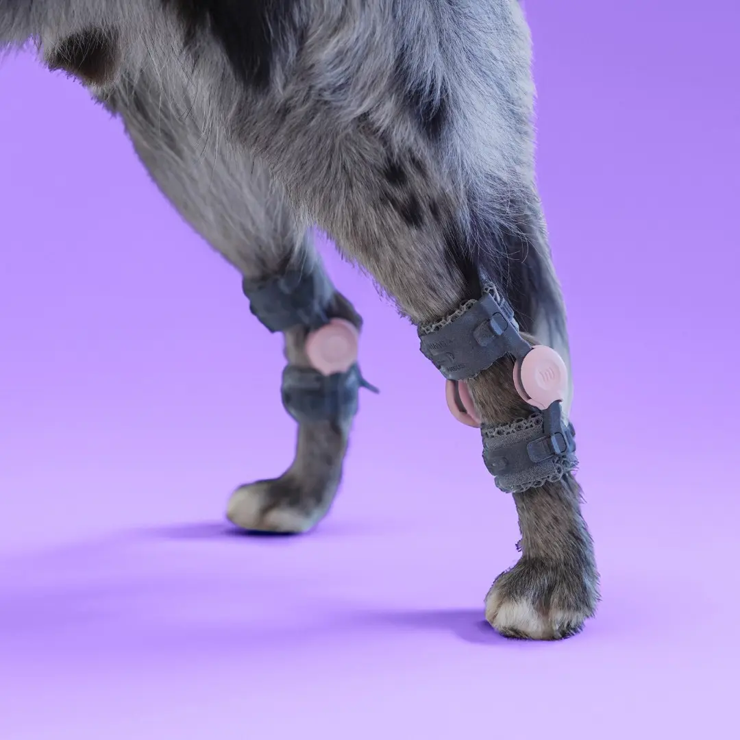 dogs limb with the tarsal wimba orthotic for ankle joint