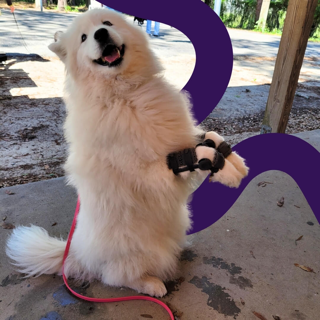 happy dog with carpal braces