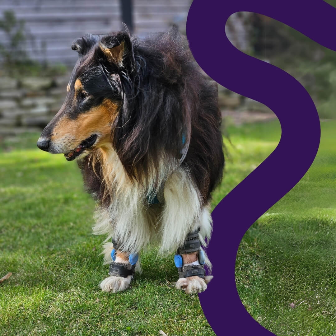 dog with two carpal braces on a green grass