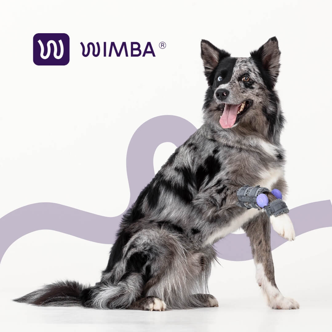 Breaking the Mold on Pet Orthotics