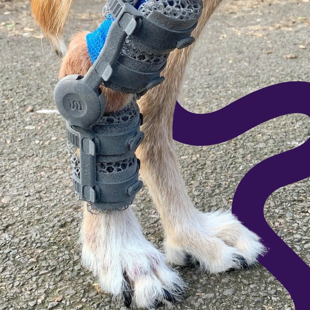 dog with a tarsal brace