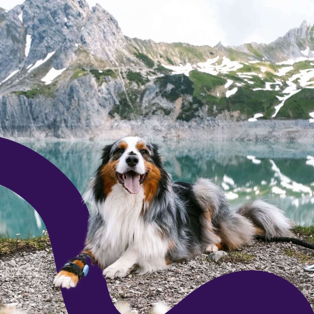 dog wearing wimba carpal orthotics next to the lake in the mountains