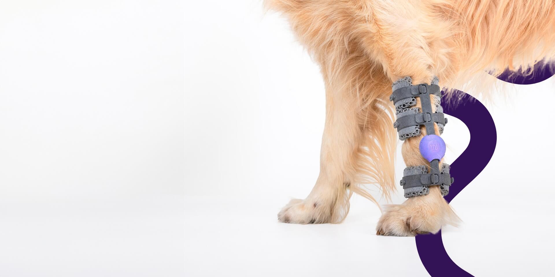 a dogs limb with a carpal orthotics