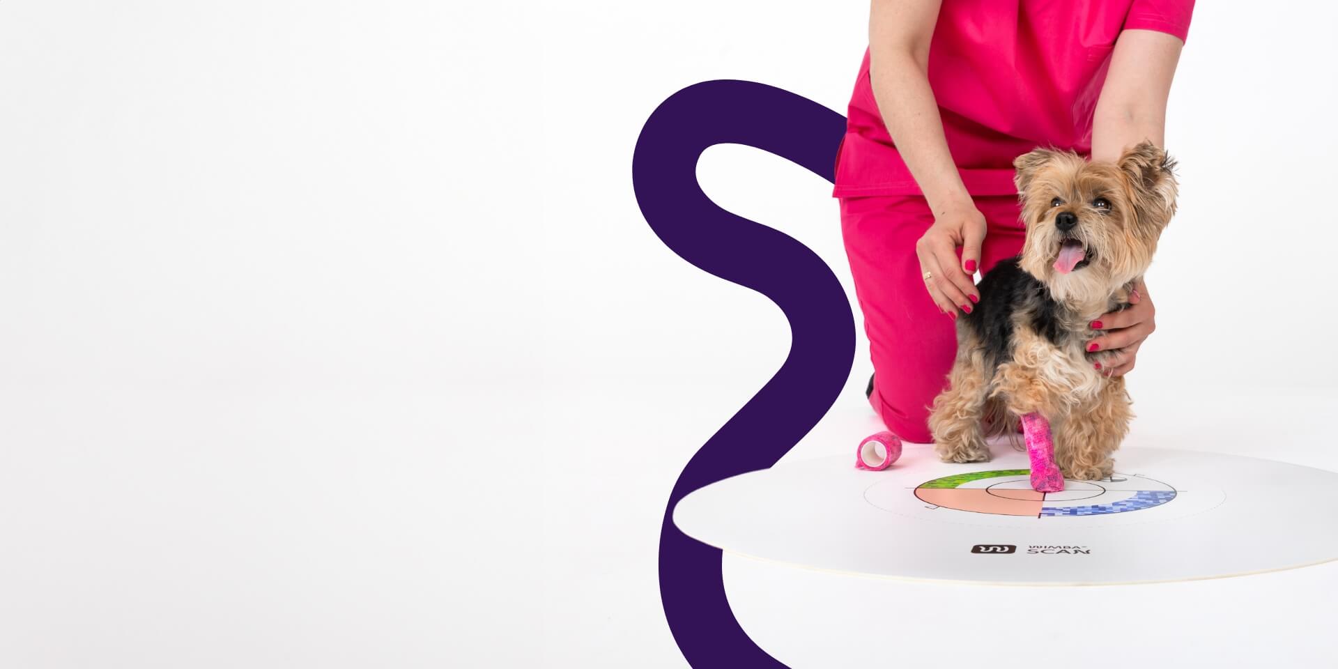 Yorkshire Terrier during the wimba scan