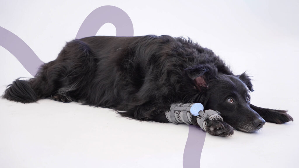 A dog resting with a brace, representing loss of mobility and the need to identify signs of pain in dogs.