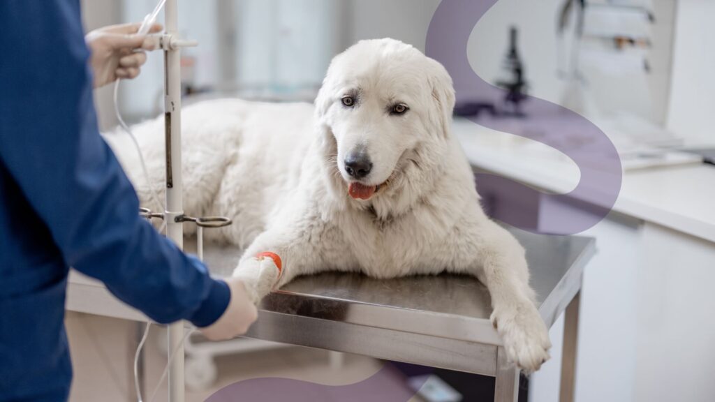 Abnormal Leg Positioning in Dogs - A Key Sign of Pain.