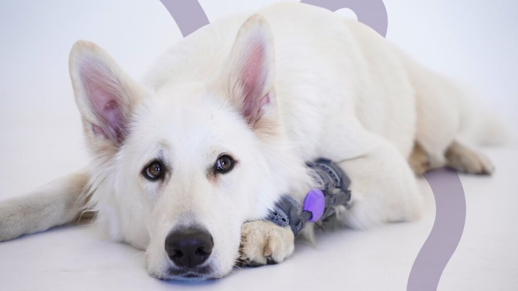 The dog is seen wearing a brace, highlighting the challenges some pets face when dealing with mobility issues.