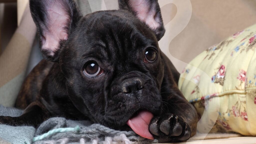 French bulldog lying down and licking its paw as a sign of pain in dogs.