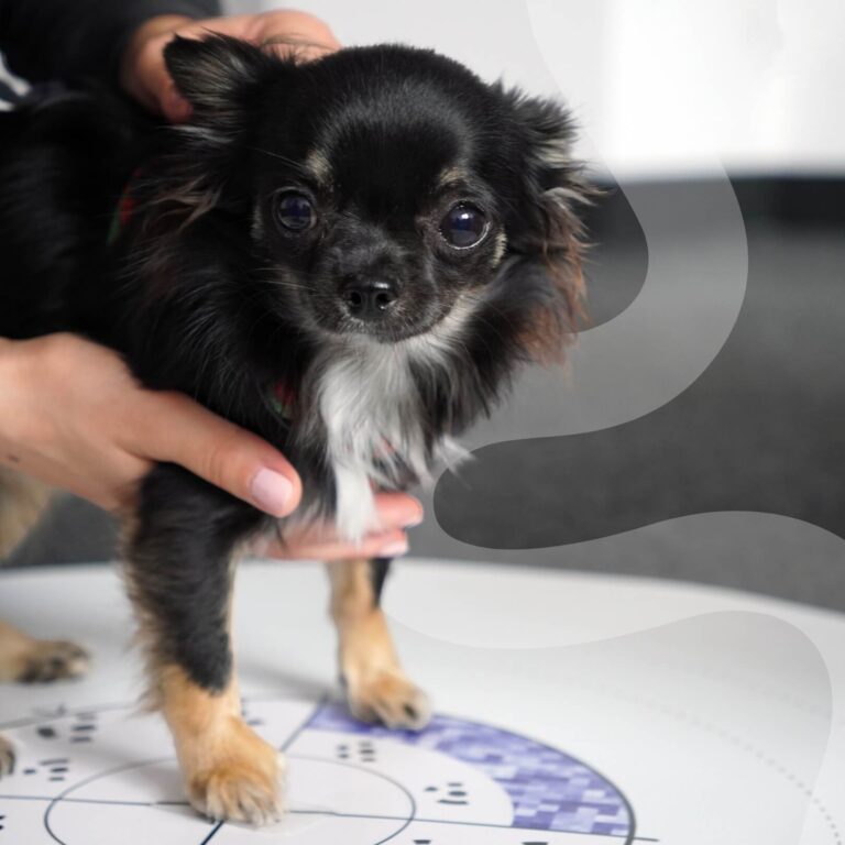 A small black dog preparing for a WimbaSCAN to receive an orthopedic device.