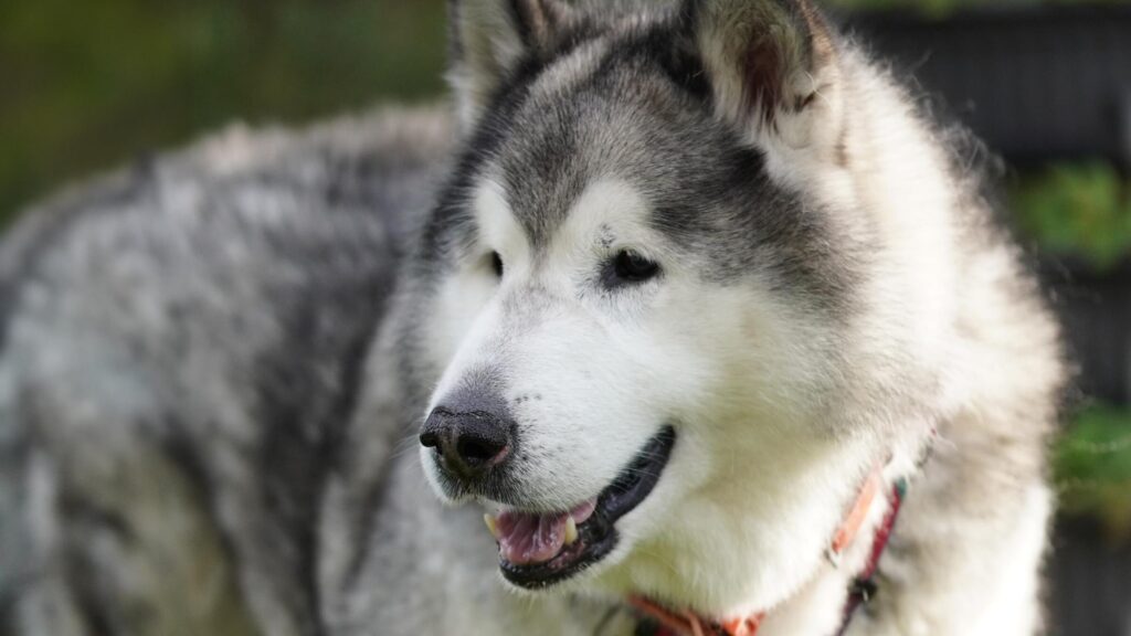 A dog representing certain breeds that are more prone to orthopedic conditions, highlighting the importance of preventive care.