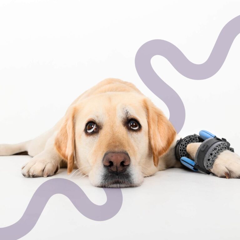 Signs of Pain in Dogs