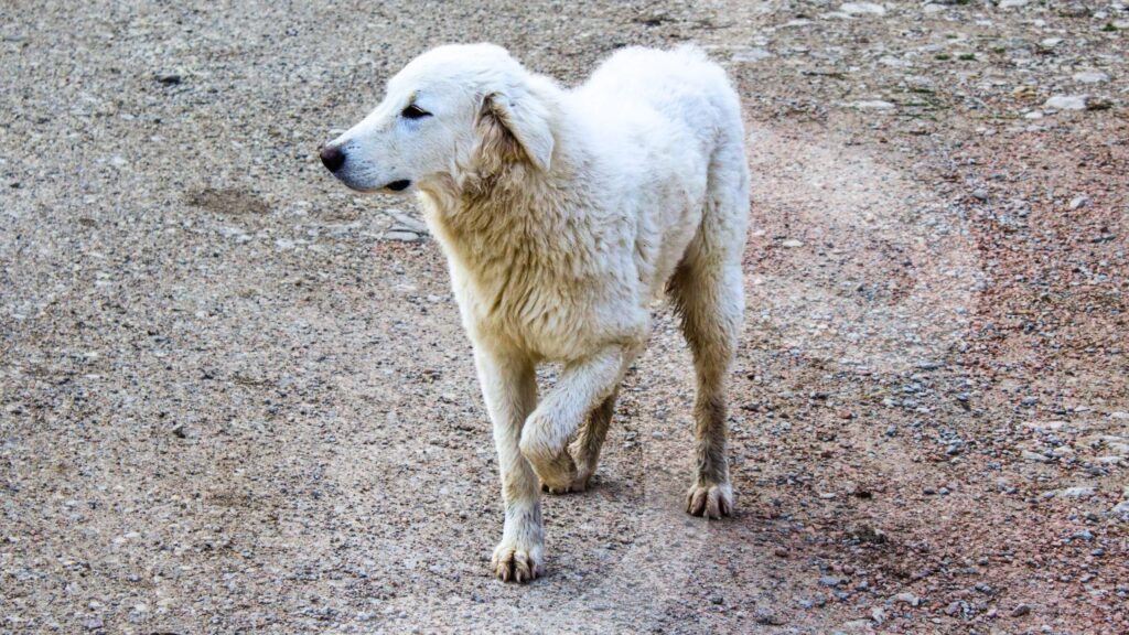 Limping in Dogs - A Key Sign of Pain