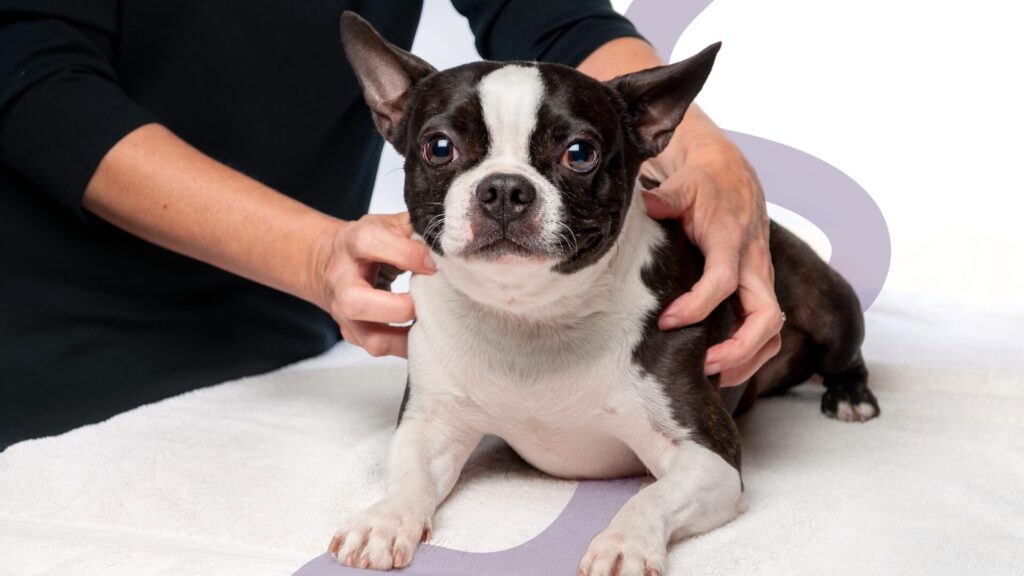 Muscle Stiffness in Dogs - A Potential Indicator of Pain.