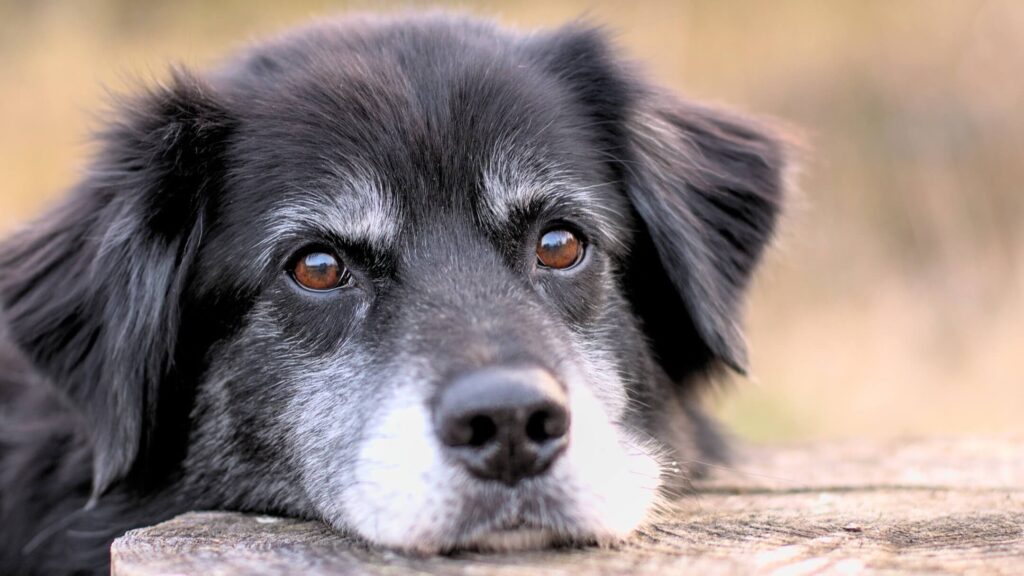 An older dog exhibiting signs of decreased mobility and stiffness due to aging.