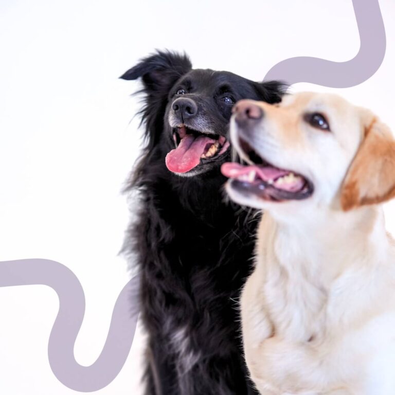 Two happy dogs, one black and one yellow, with their tongues out, symbolizing pets that may benefit from custom-fit WIMBA orthotic or prosthetic devices designed for improved mobility and comfort.