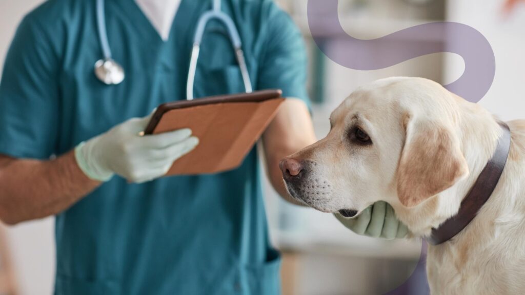Dog at a veterinarian's office, sitting calmly on the examination table while the vet examines it. 