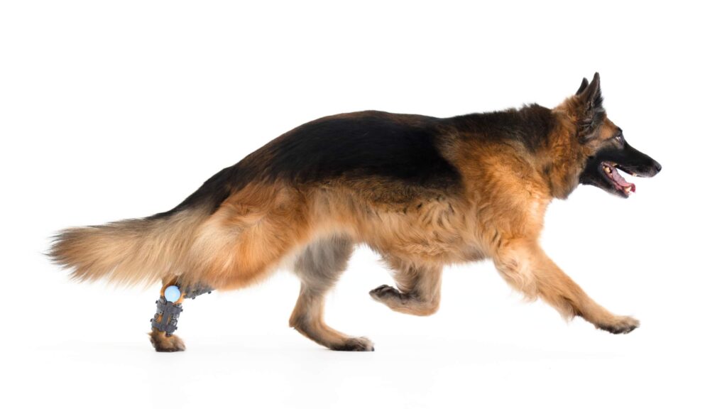 A dog running dynamically, illustrating the risks of intense or improper physical activity that can lead to orthopedic problems in dogs