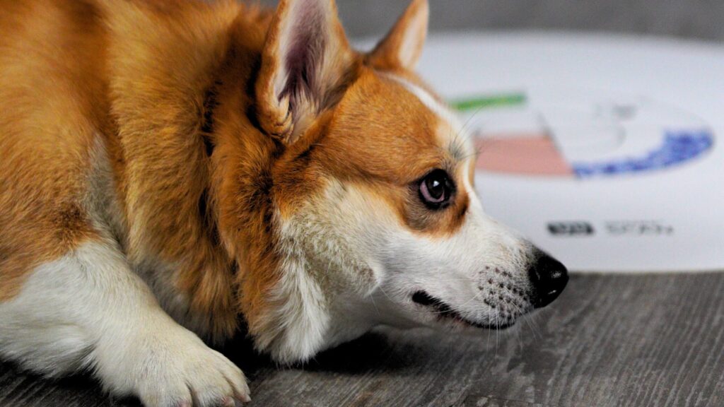 Dogs are at risk of joint strain when navigating slippery surfaces, which can lead to serious orthopedic problems in dogs