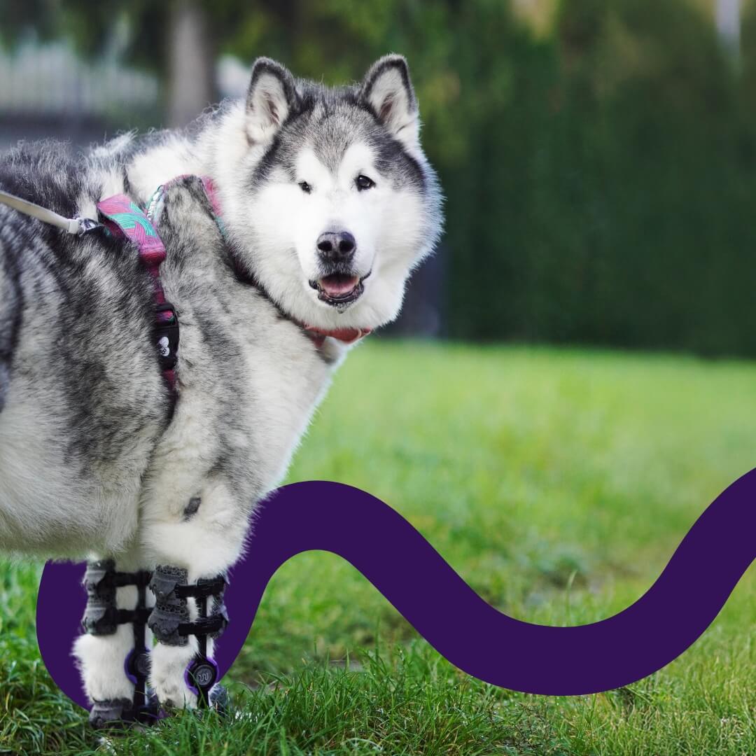 dog with orthoses for bilateral carpal hyperextension