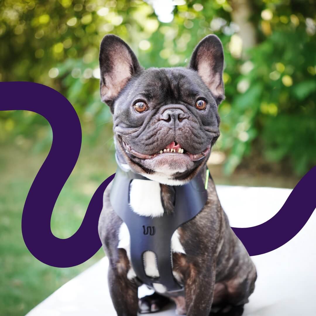 french bulldog with a neck brace for dogs