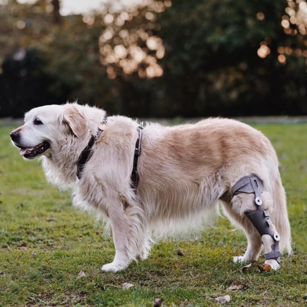 dog knee brace