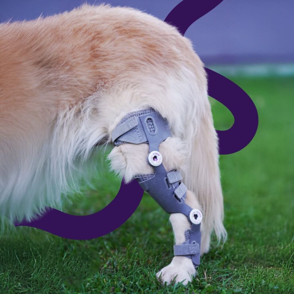 wimba stifle brace on a dog