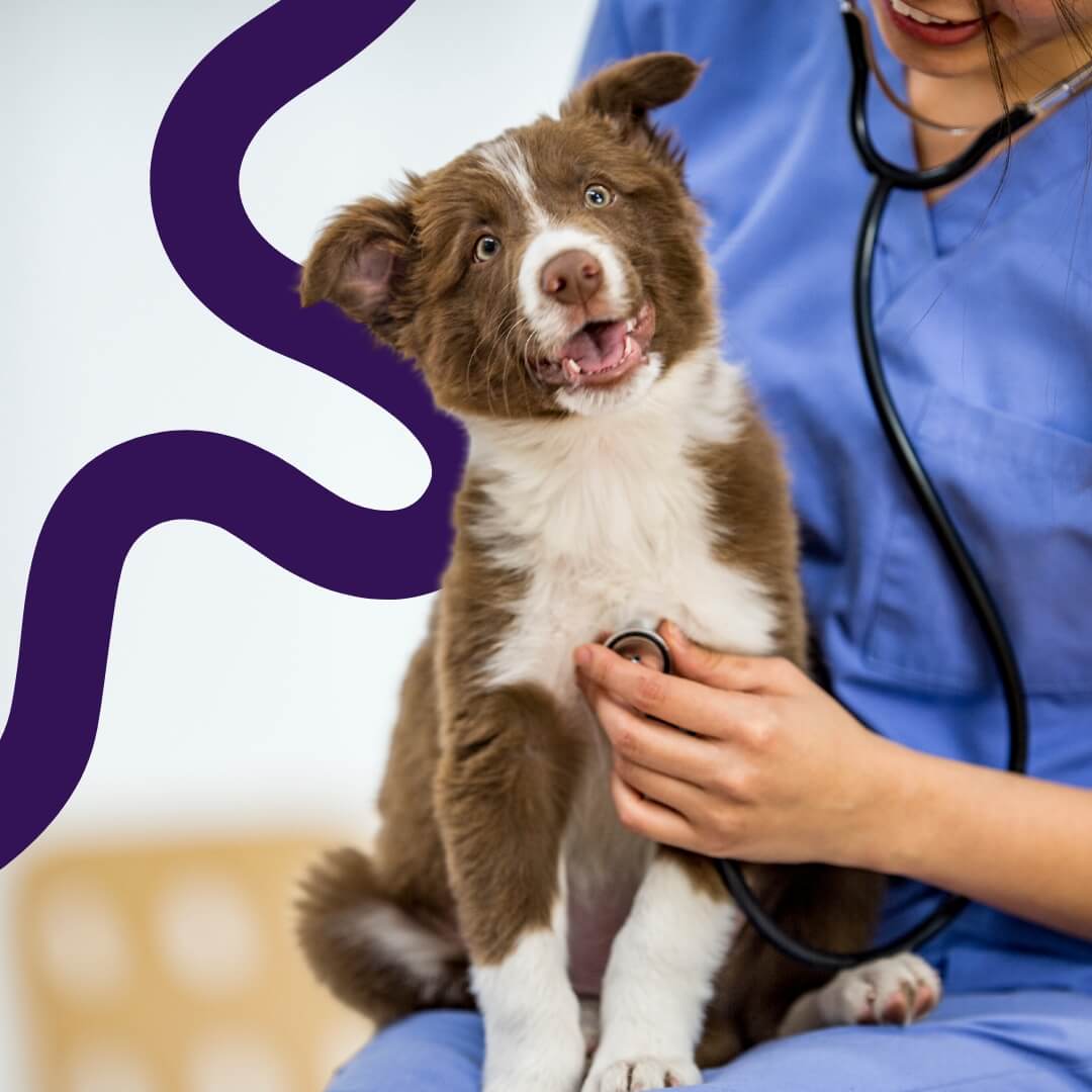 How to Become a WIMBA Provider: A Guide for Veterinary Professionals