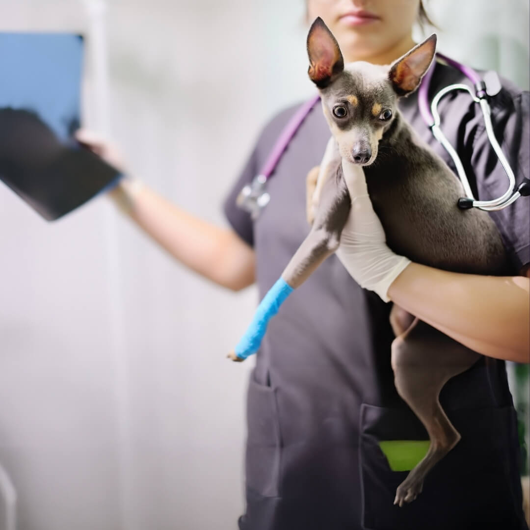 injured dog with a vet