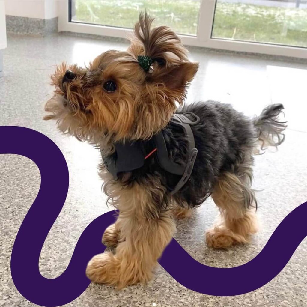 dog in wimba neck brace
