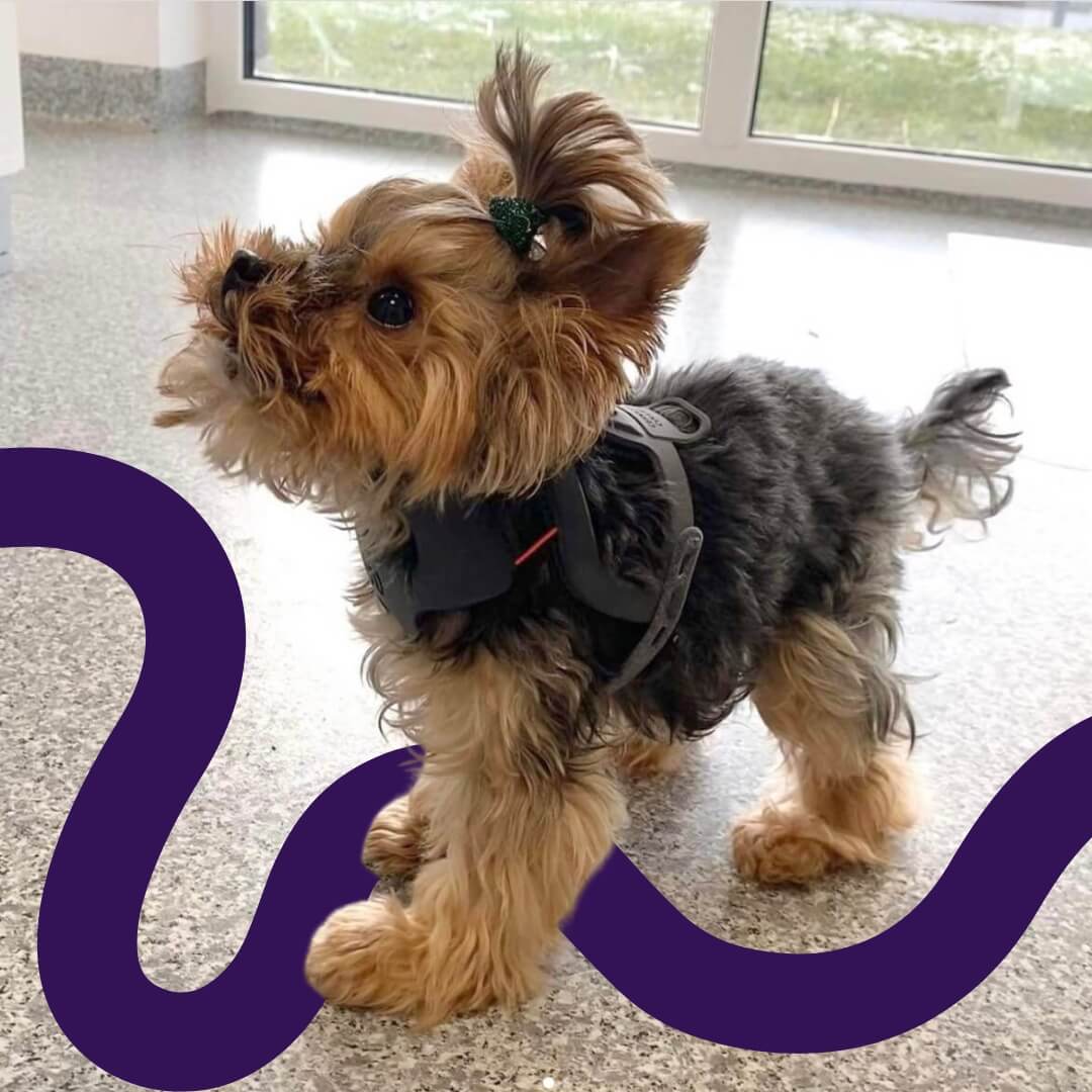 small dog with a cervical collar