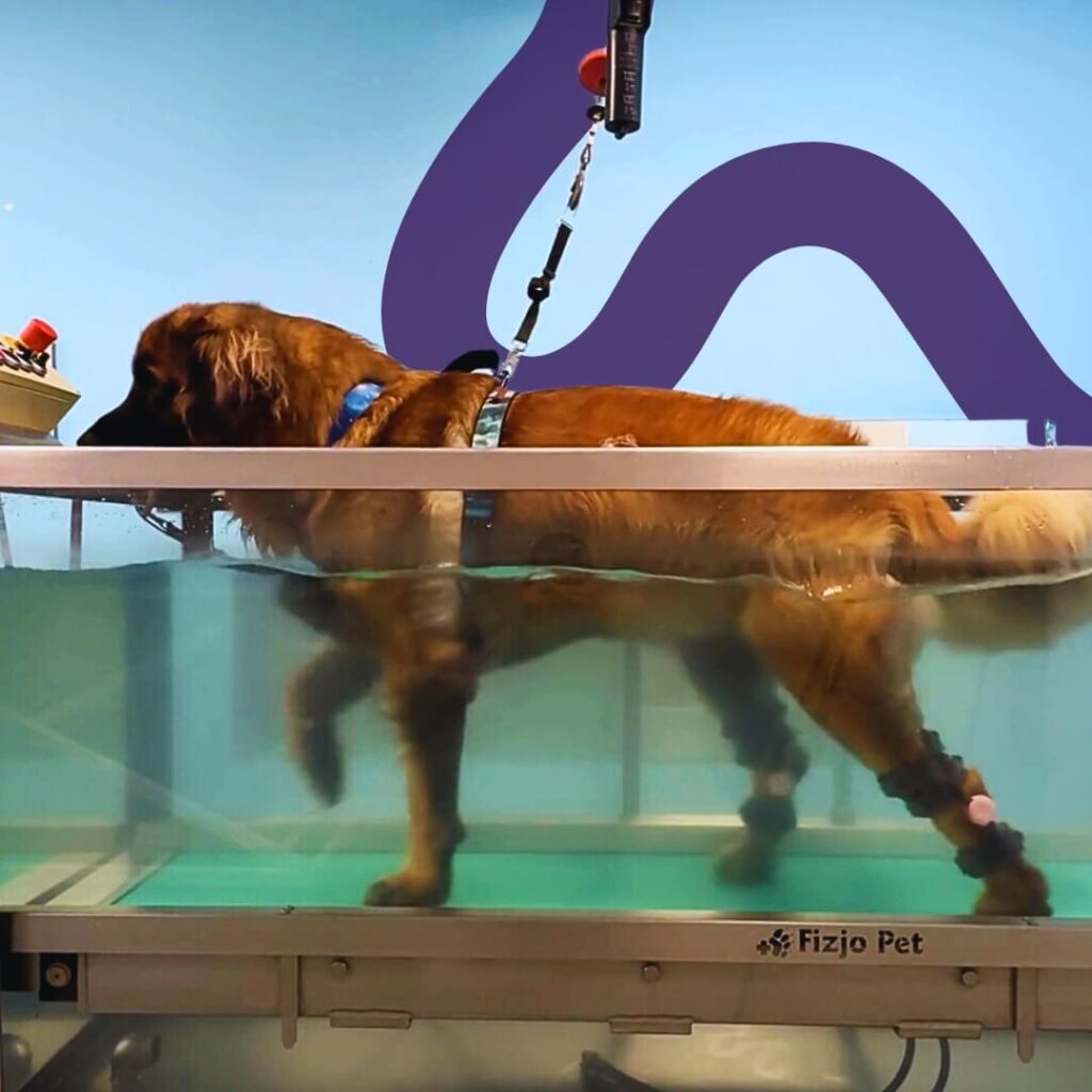 dog with a tarsal brace