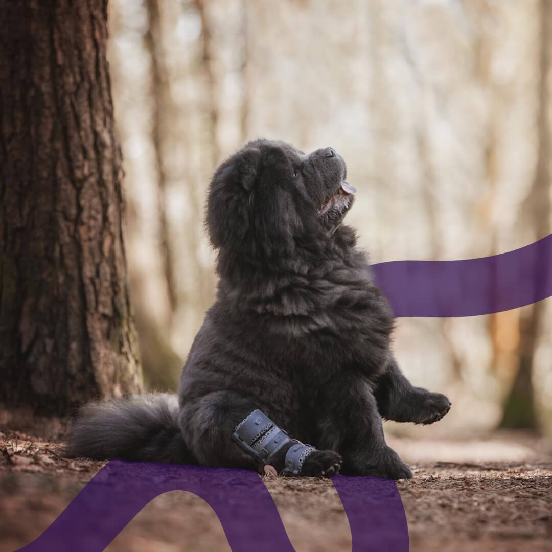 thanos a dog with a tarsal wimba brace