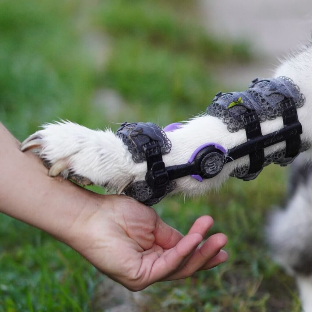 dog's paw in carpal brace