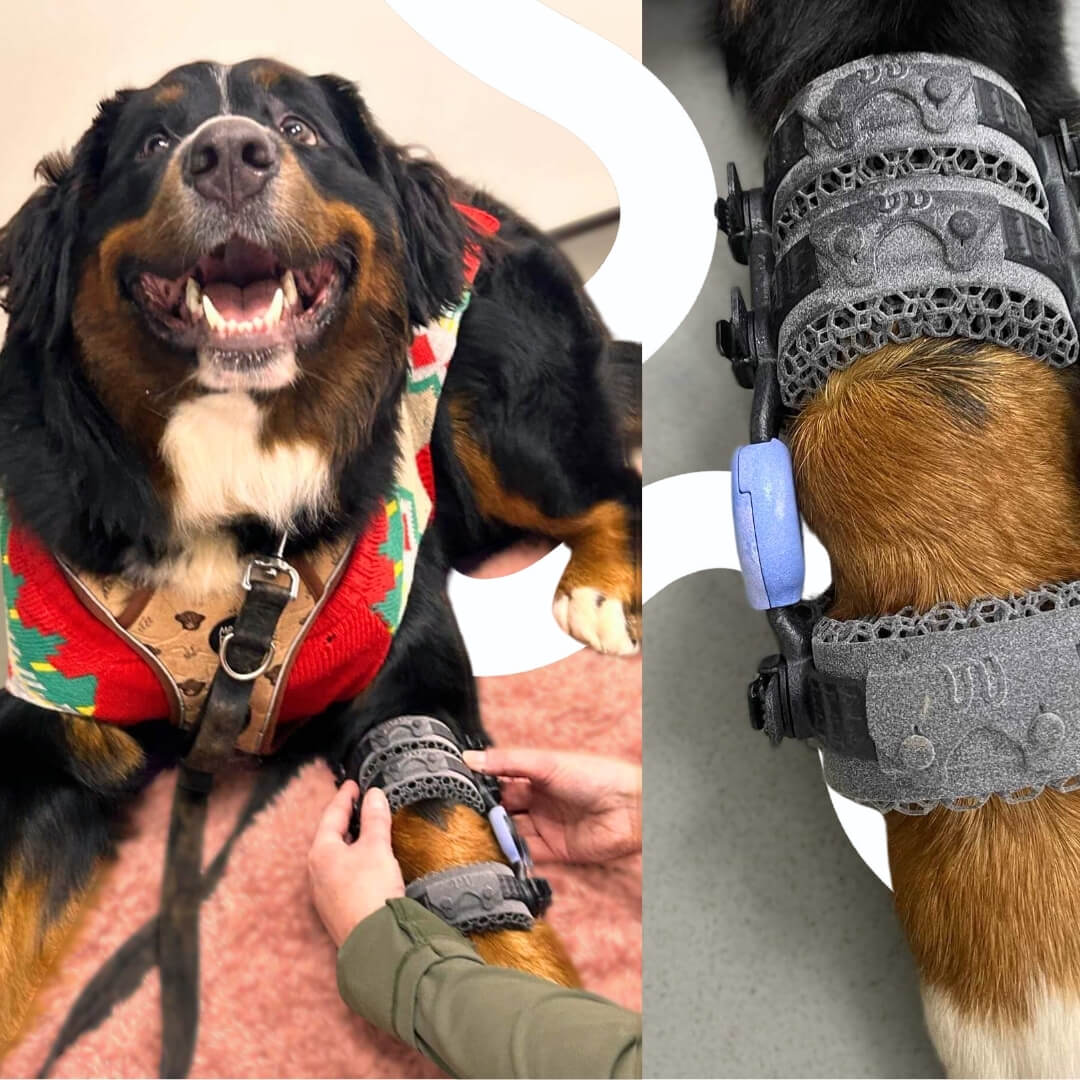 bernie the dog with a wimba brace