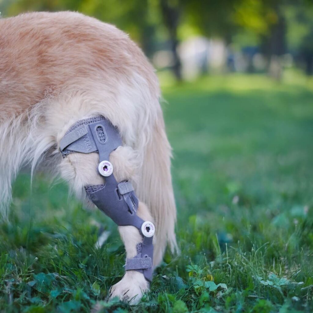 wimba stifle brace standard