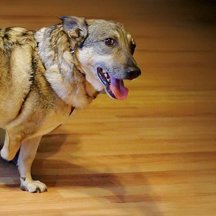 amputated three-legged dog