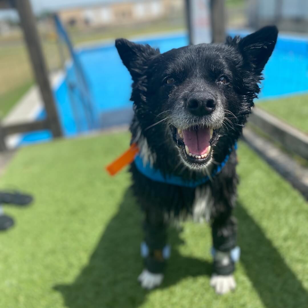 kalina three-legged tripod dog