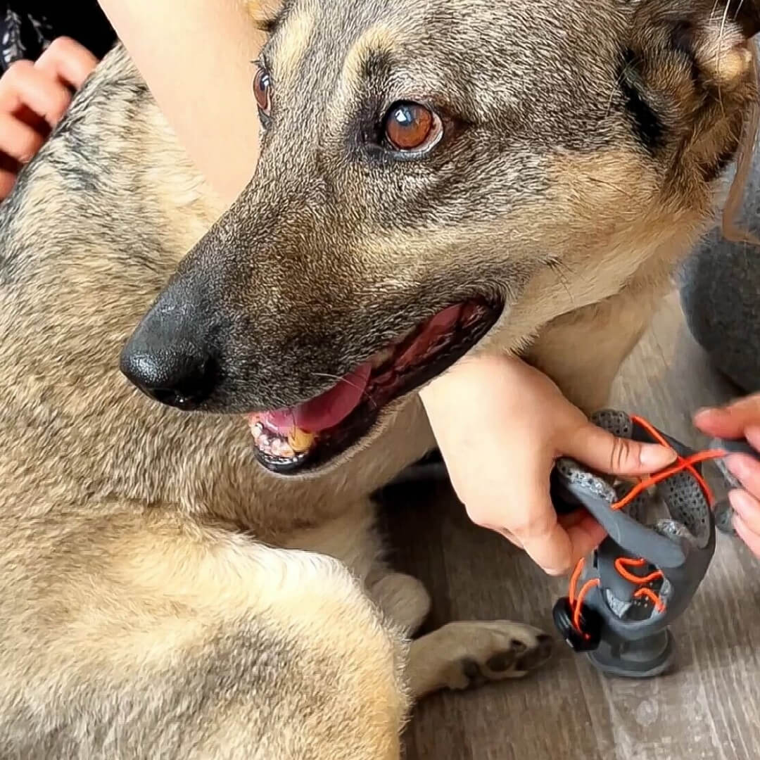 szary three-legged tripod dog