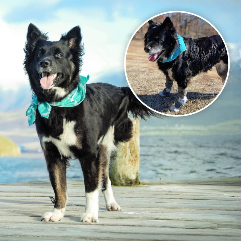 three legged dog vs dog with orthoses